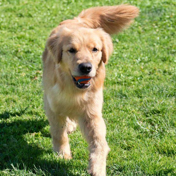 Golden Retriever