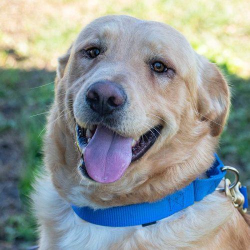 Golden Lab Mix