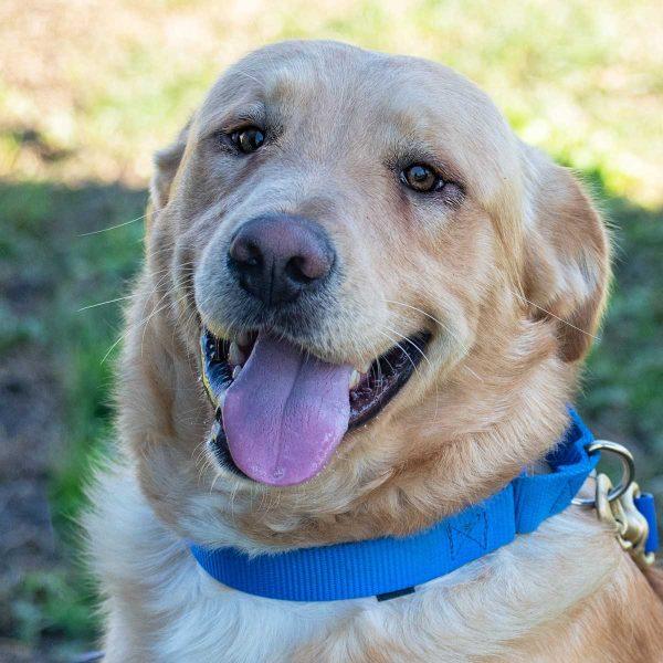 Golden Lab Mix