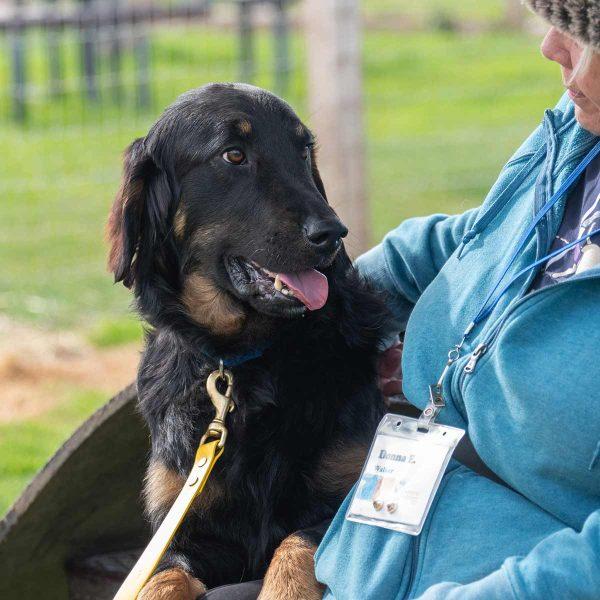 Flat Coat Golden Retriever Mix