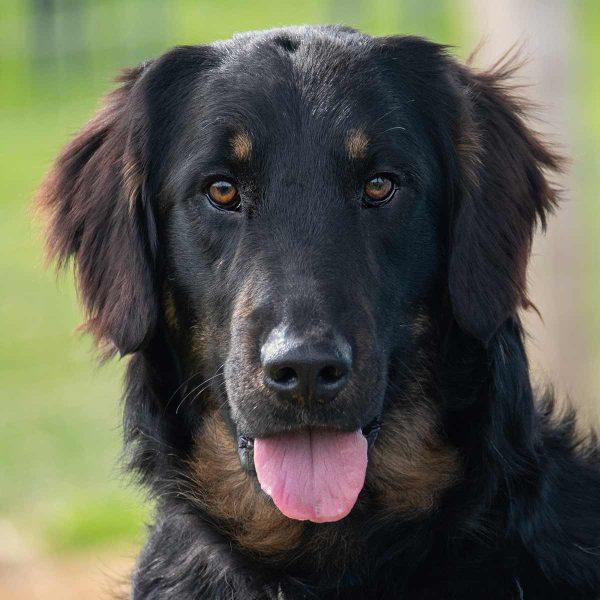 Flat Coat GOlden Retriver mix