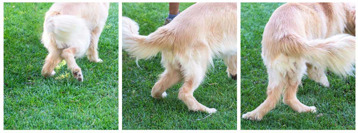 dog with a deformity