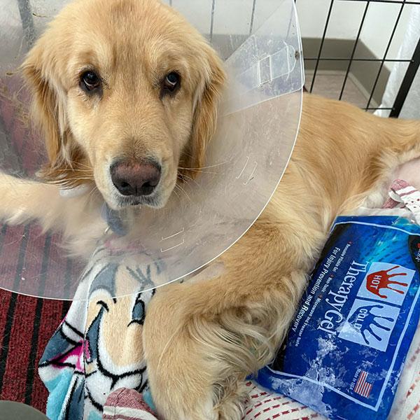 Golden Retriever Recovering