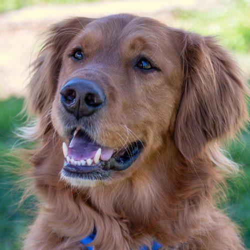 Golden Retriever