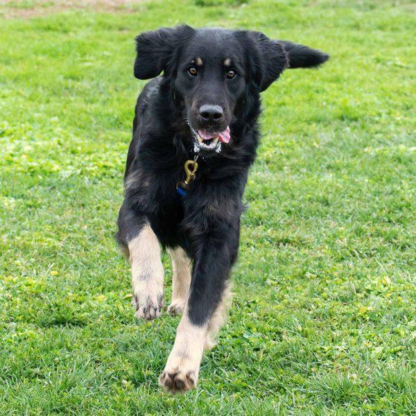 Flat Coat Golden Retriever Mix