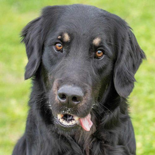 Flat Coat Golden Retriever Mix