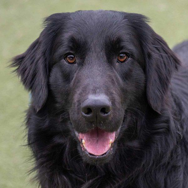 Flat Coat Golden Retriever Mix