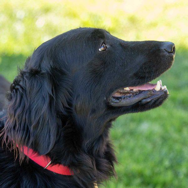 Flat Coat Golden Retriever Mix