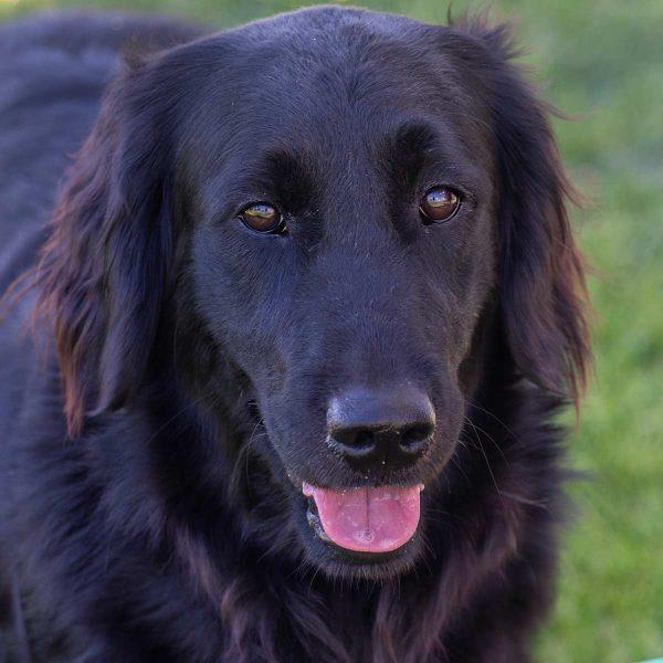 Flat Coat Golden Retriever Mix
