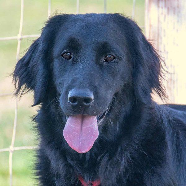 Flat Coat Golden Retriever Mix