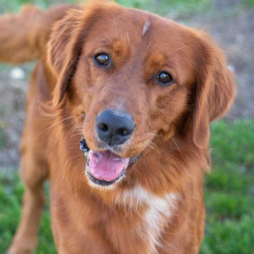 Golden Retriever Mix