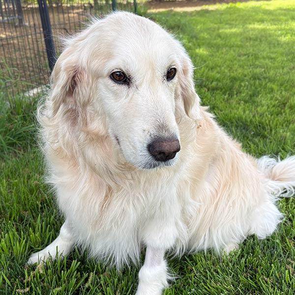 Blind Golden Angel Dog