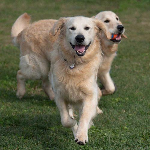 Golden Retrievers