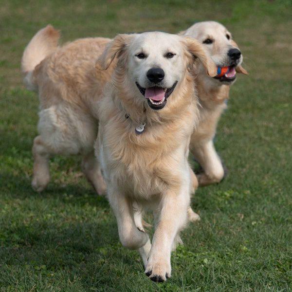 Golden Retrievers