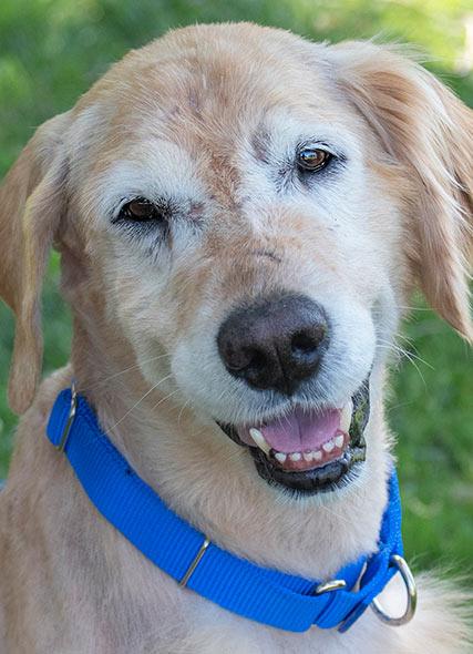 Homeward Bound vet providing care to a Golden Retriever