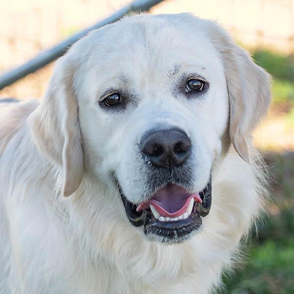 Golden Retriever Mix