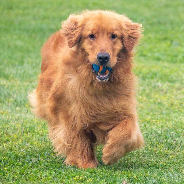 Golden Retriever