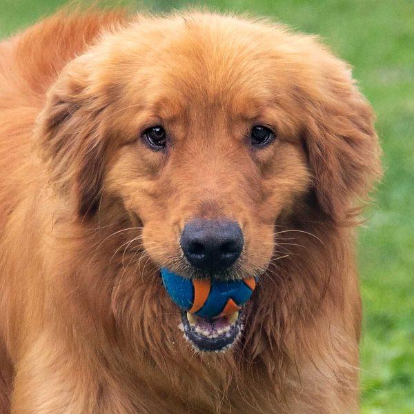 Golden Retriever