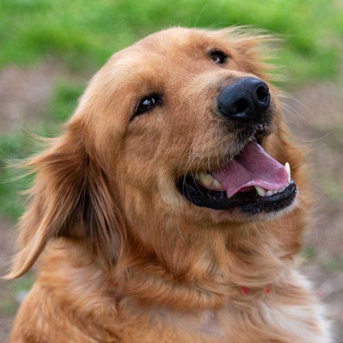 Golden Retriever