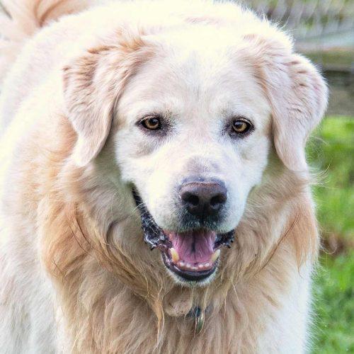 Golden Retriever