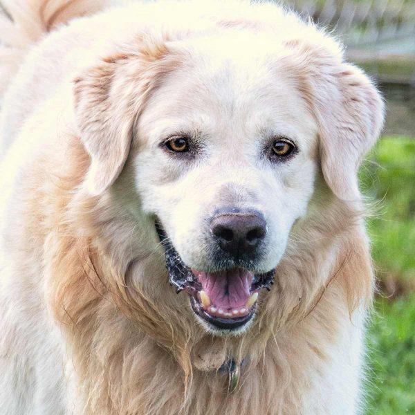 Golden Retriever