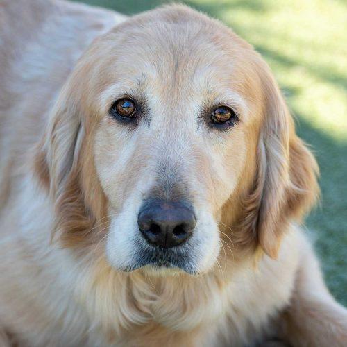 Golden retriever