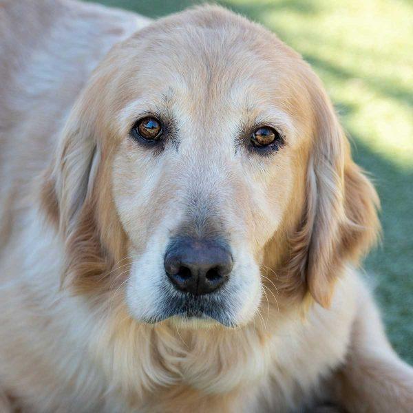 Golden retriever
