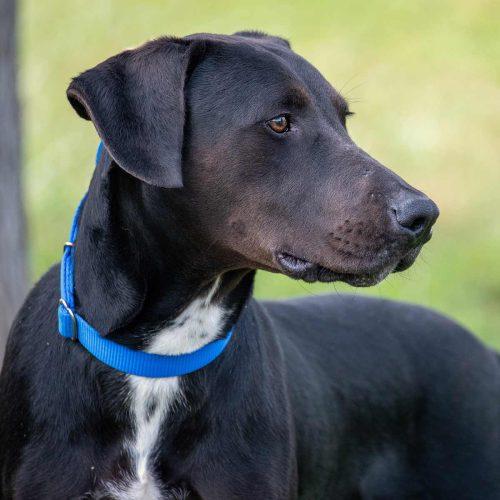 Labrador Mix