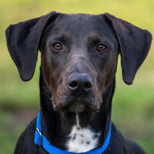 Labrador Mix