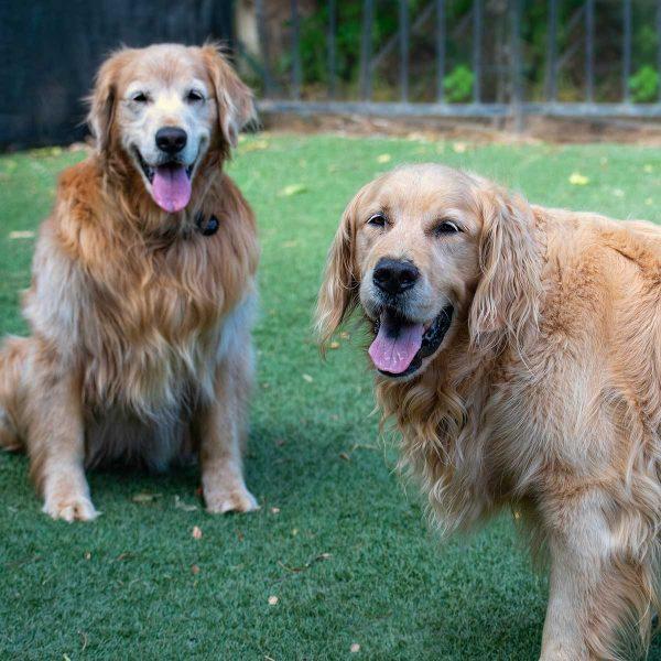 Two Golden Retrievers