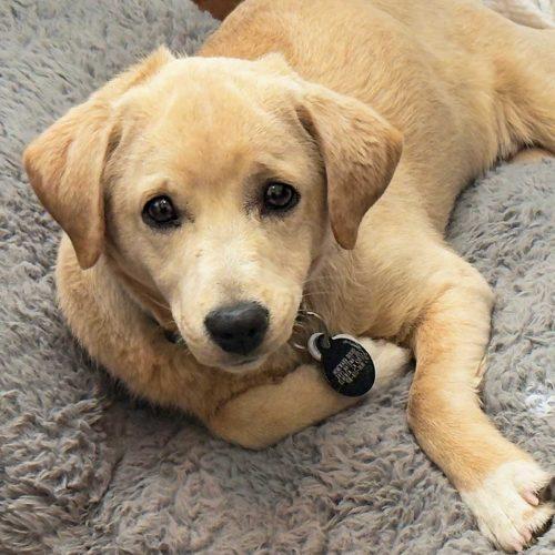 Lab Terrier Mix