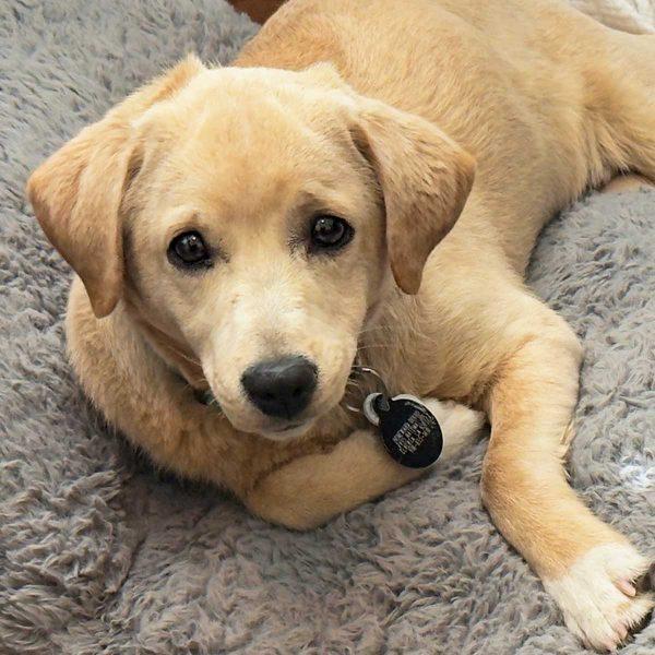 Lab Terrier Mix