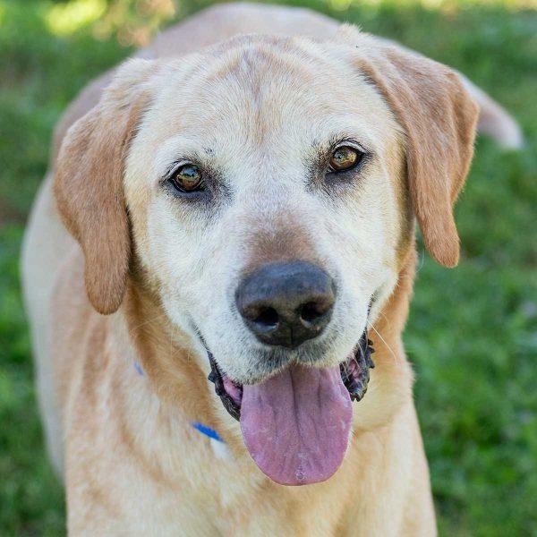 Labrador retriever