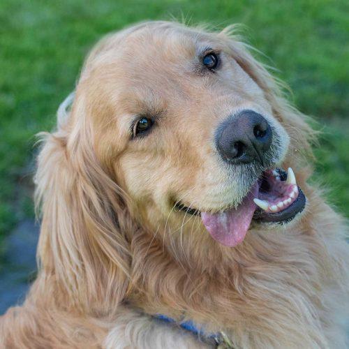 Golden Retriever