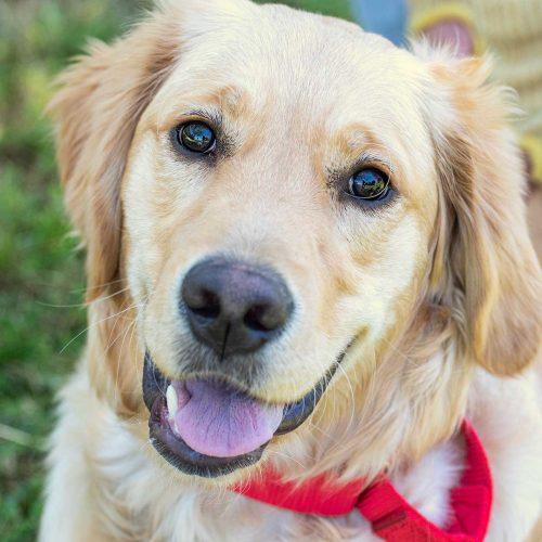 Golden Retriever
