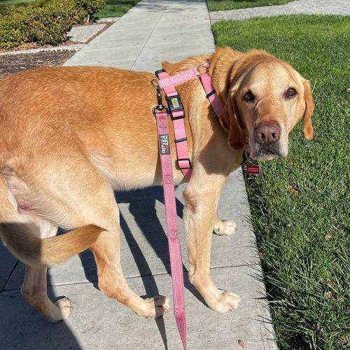 Golden Lab Mix