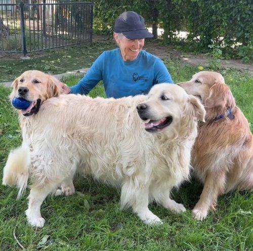 Three Golden Retrievers