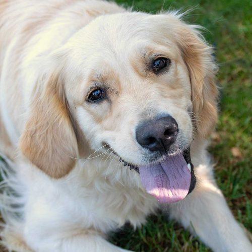 Golden retriever