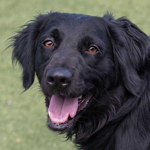 Flat Coat Retriever