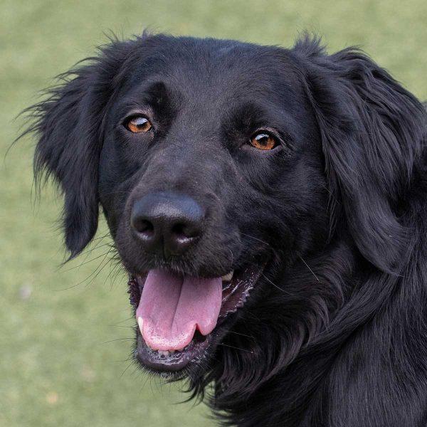 Flat Coat Retriever