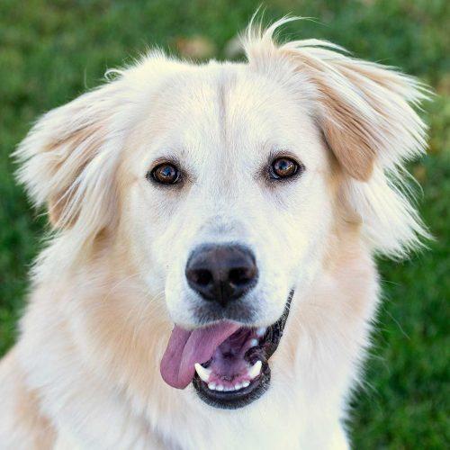 Golden Retriever Great Pyrenees Mix