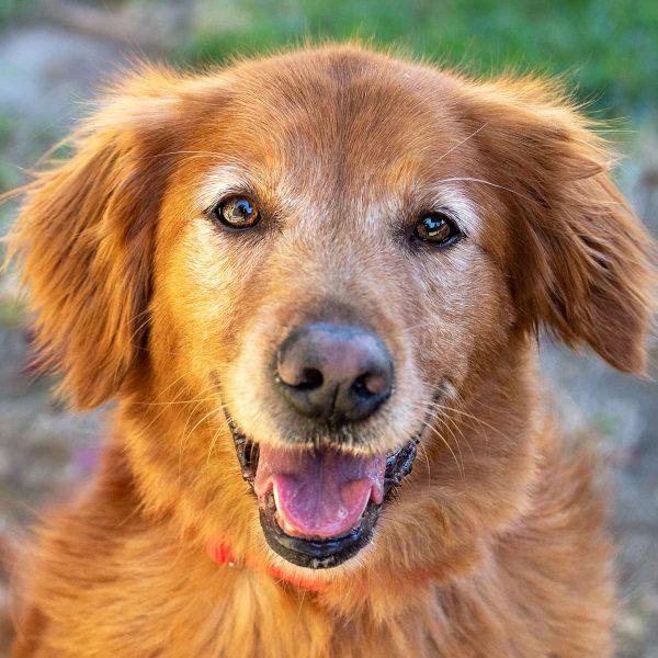 Golden Retriever