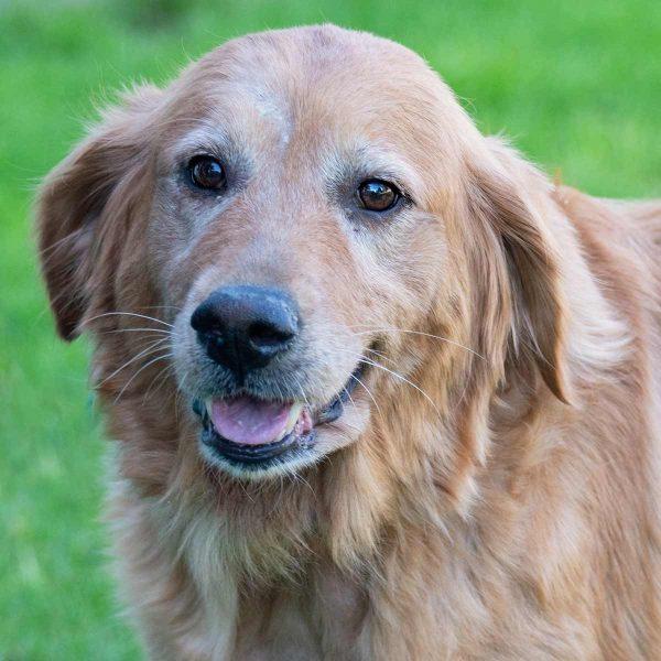 Golden Retriever
