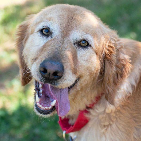 Golden Retriever