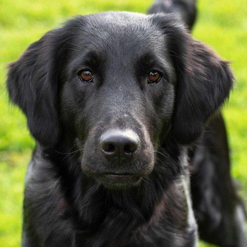 Flat Coat/Golden Retriever Mix