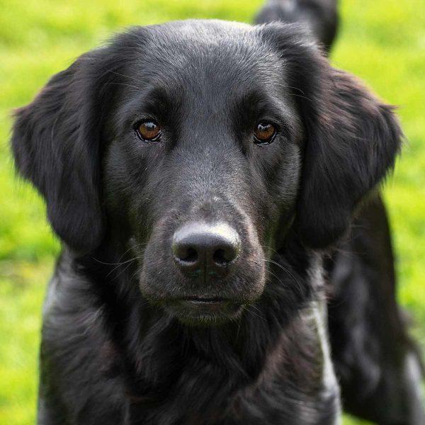 Flat Coat/Golden Retriever Mix