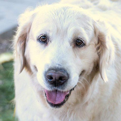 Golden Retriever