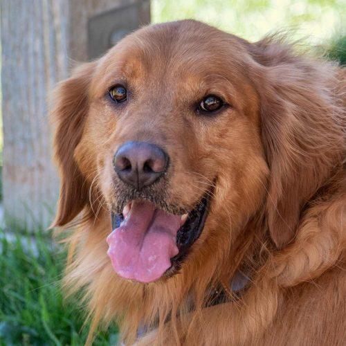 Golden Retriever