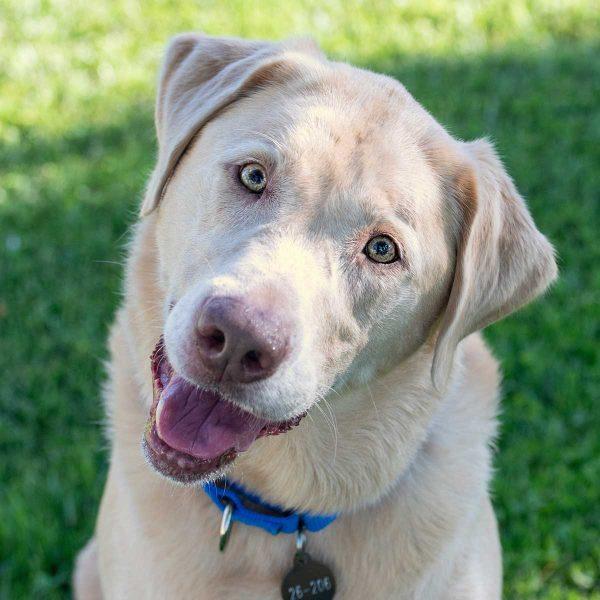 Labrador Retriever