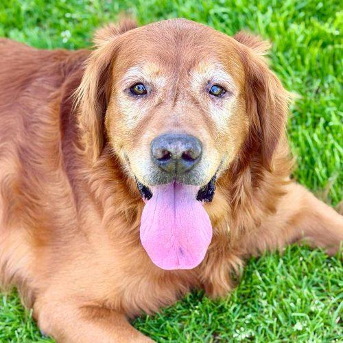 Golden Retriever